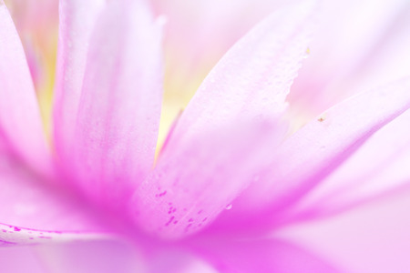 art pastel beautiful  flowers with color filters and noon day sun.の写真素材