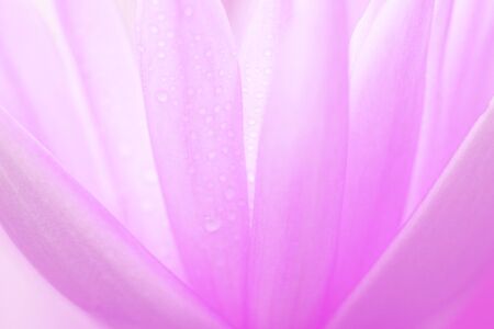 art pastel beautiful  flowers with color filters and noon day sun.の写真素材