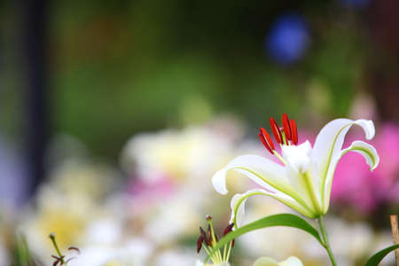 Lily Flower with soft backgroundの写真素材