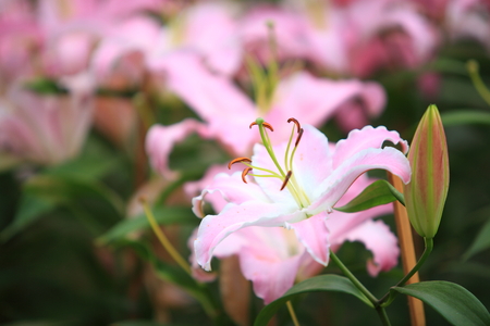 Lily Flower with soft backgroundの写真素材