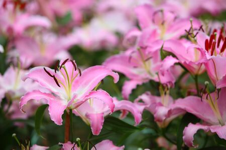 Lily Flower with soft backgroundの写真素材