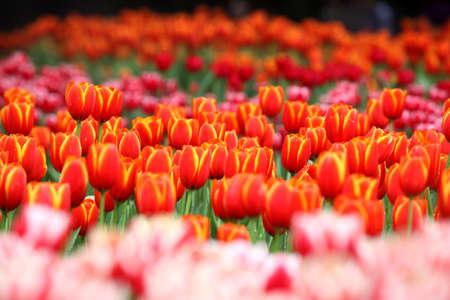 Colorful tulips in the park. Spring landscape.の写真素材