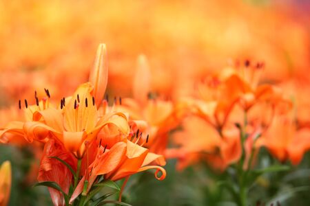 Lily Flower with soft backgroundの写真素材