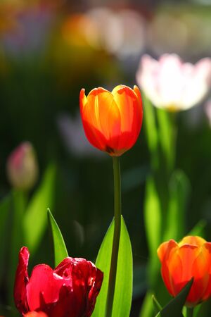 Colorful tulips in the park. Spring landscape.の写真素材