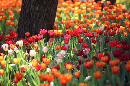 Colorful tulips in the park. Spring landscape.の写真素材