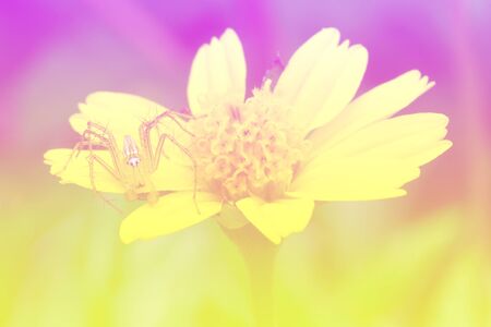art pastel beautiful  flowers with color filters and noon day sun.の写真素材