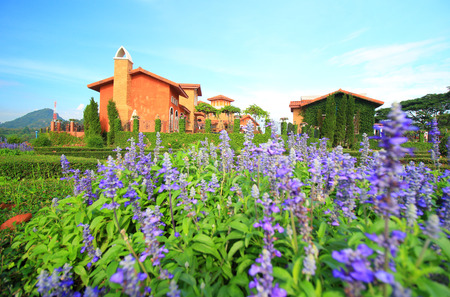 Lavender farm landscape with house and treeの写真素材
