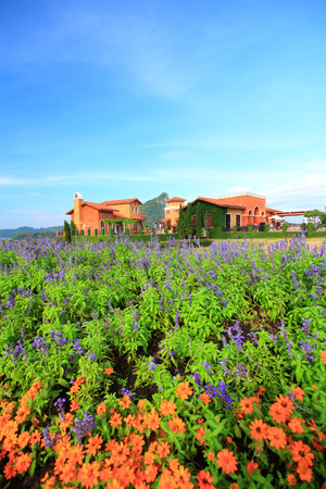 Lavender farm landscape with house and treeの写真素材