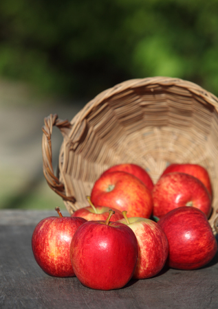 Harvest time, applesの写真素材