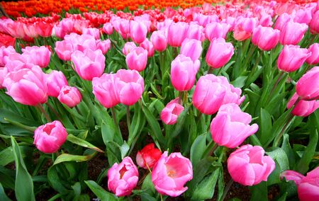 Colorful tulips in the park. Spring landscape.の写真素材