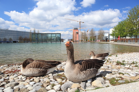 Portrait of a females of duck on the waterの写真素材