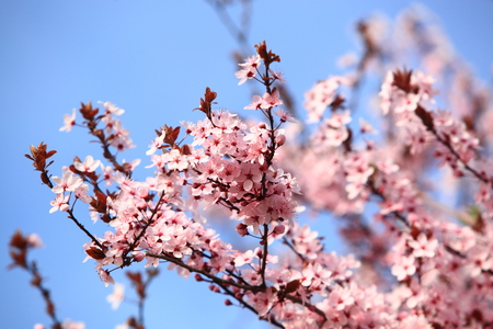 Beautiful Cherry blossom , pink sakura flower in Germanyの写真素材