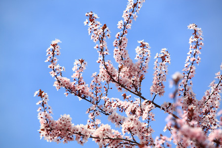 Beautiful Cherry blossom , pink sakura flower in Germanyの写真素材