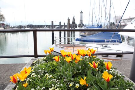 yellow tulips planted on the road in daylight photographedの写真素材