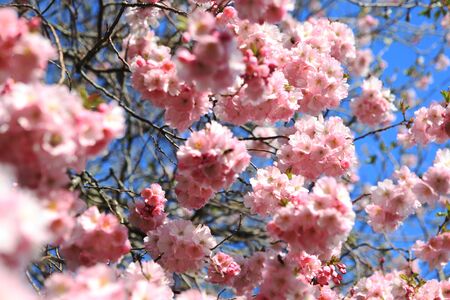Beautiful Cherry blossom , pink sakura flower in Germanyの写真素材