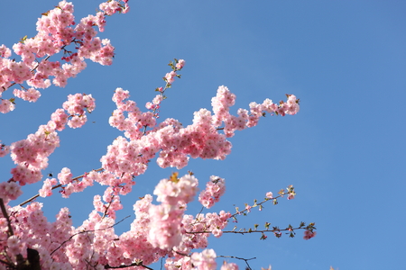 Beautiful Cherry blossom , pink sakura flowerの写真素材