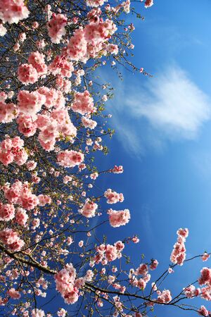Beautiful Cherry blossom , pink sakura flower in Germanyの写真素材