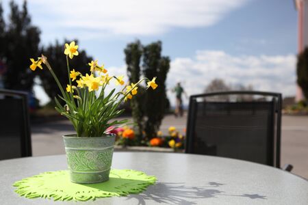 yellow tulips on the table in daylight photographedの写真素材