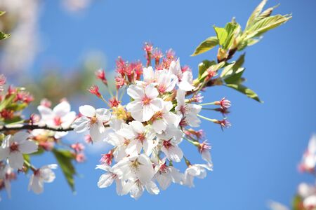 Beautiful Cherry blossom ,white sakura flower in Munic Germanyの写真素材