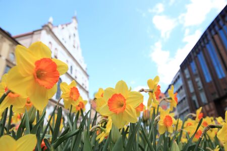 famous munich marienplatz - germany - bavariaの写真素材