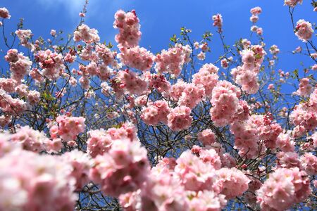 Beautiful Cherry blossom , pink sakura flowerの写真素材