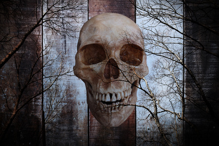 Halloween concept, zombie skull rising out from the wood coffin.の写真素材