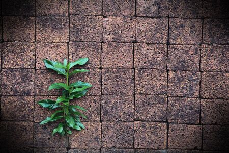 Old brick wall in a background imageの写真素材