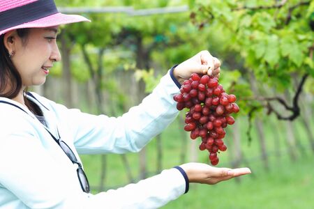 women hand holding fresh red grapeの写真素材