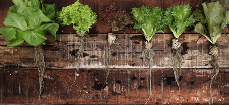 Vegetable seedlings on rustic wooden table. Selective focus.の写真素材