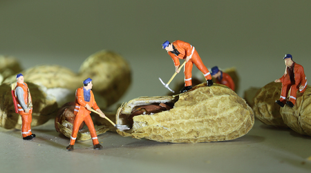 Miniature worker are working open peanut Color tone tuned macro photo.の写真素材
