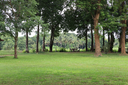 landscape of grass field and green environment public park use as natural background,backdropの写真素材