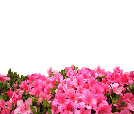 Pink rhododendron flower with copy space backgroundの写真素材