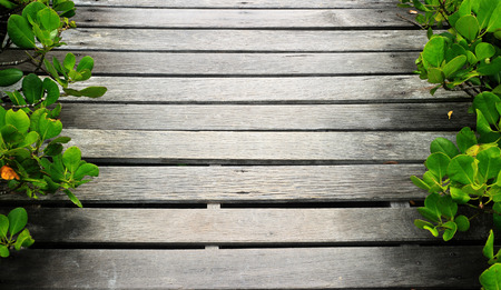 Fresh green on garden table. Top view with copy spaceの写真素材