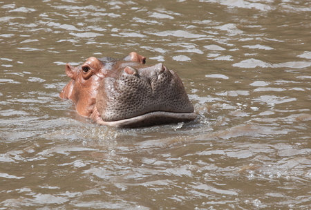 Hippo in closeupの写真素材