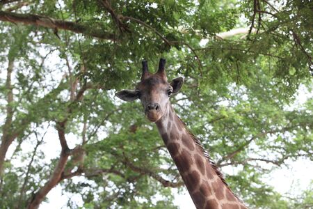 Giraffeの写真素材