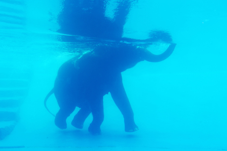 Elephant show swimming  underwater vivid blue color in Thailand.の写真素材