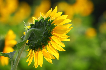 Sunflower field with clear summer skyの写真素材