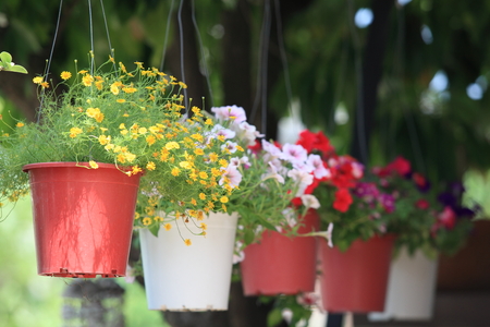 Hanging flower garden,Flowers in a hanging potの写真素材