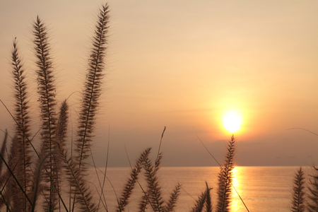 Sun rays shining through dry reed grasses on beautiful tropical beach,grass flower on the beach at summer sunset timeの写真素材