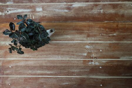 flower in basket on wood tableの写真素材