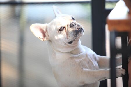 french bulldog in house for friendlyの写真素材
