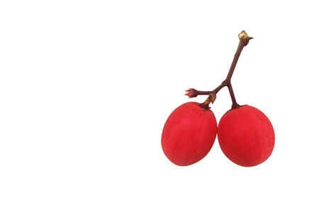 Creative layout made of fruits. Flat lay ,nature backdrop isolated on white background, clipping path included.の写真素材