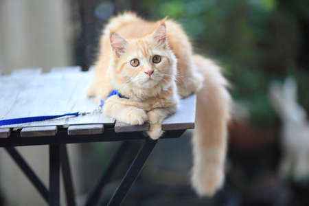 Persian kitten, 4-5 months old, in front of nature  backgroundの写真素材