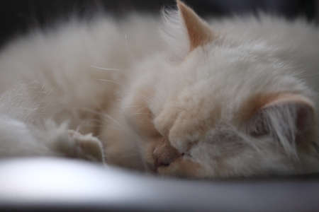 White Persian cats , White Persian cats on the floorの写真素材