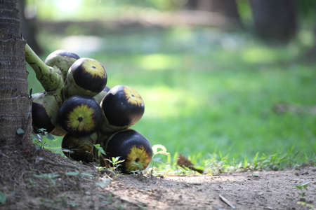 Asian Palmyra palm,Close up of Palm fruit or Palmyra palm on sugar palm tree.の写真素材