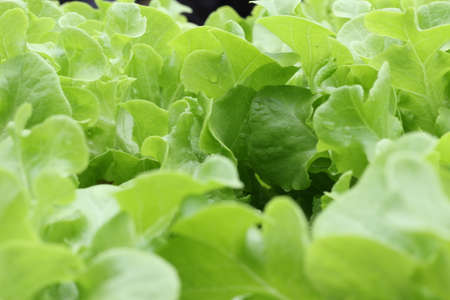 Photo food vegetable green salad. Texture background fresh  green salad. Product Image Vegetable green saladの写真素材