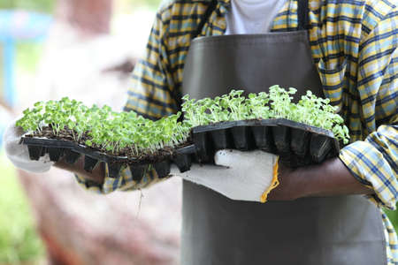 farmer plants tomato seedlings in an organic garden or farmer  analyze organic farm . can be use for agriculture smart farm business concept.の写真素材