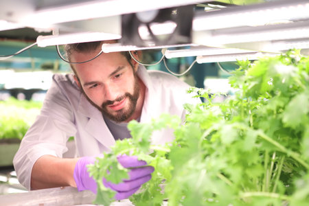 Hydroponic vegetable farm.Fresh Green vegetables(Hydroponics) background