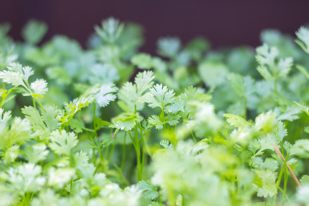 Coriander is a vegetable garden. The plant is easy to grow Coriander is cultivated in Thailand.の写真素材