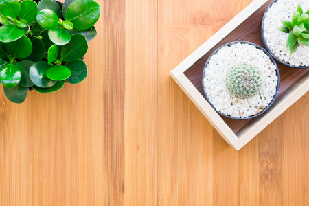 Still Life Natural Tree Cactus Plants on Vintage Wood Background Textureの写真素材